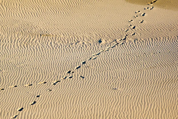 Curonian Spit — Stock Photo, Image