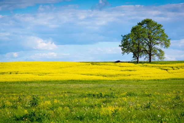 Прекрасний літній краєвид — стокове фото