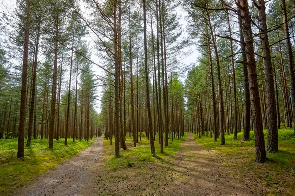 Paths in pine forest — Stok fotoğraf
