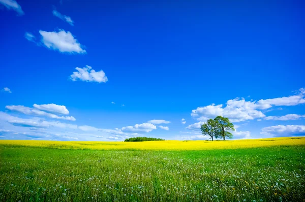 美丽的夏季风景 — 图库照片