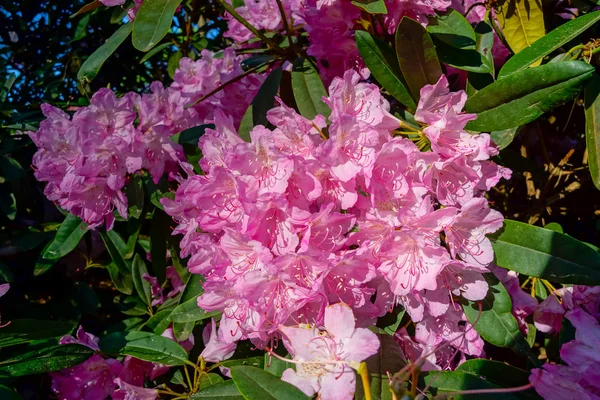 Blommande rhododendron blommor — Stockfoto