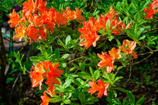 Fiori di Rododendro in fiore — Foto Stock