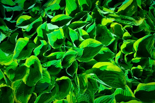 Green leaves — Stock Photo, Image