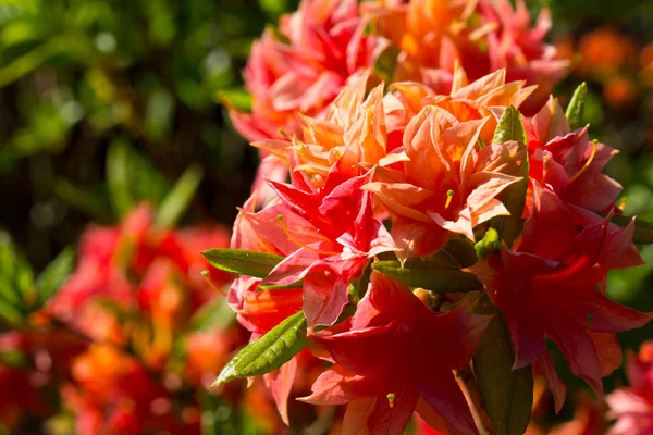 Fiori di Rododendro in fiore — Foto Stock