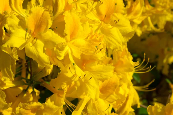 シャクナゲの花が咲く — ストック写真