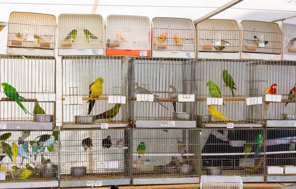 Papagaios para venda — Fotografia de Stock