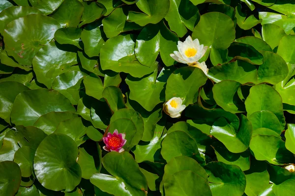 花园的水晶宫殿 — 图库照片