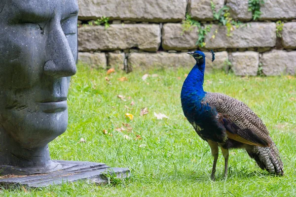 Female peacock — Stock Photo, Image