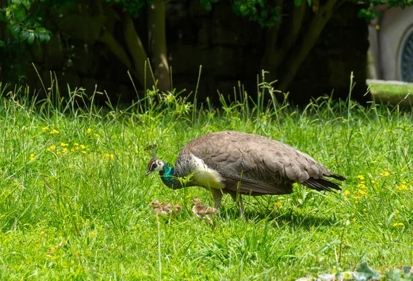 Bayan peacock — Stok fotoğraf