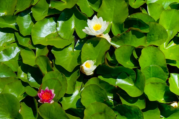 花园的水晶宫殿 — 图库照片