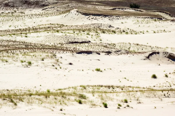 Curonian Spit — Stock Photo, Image