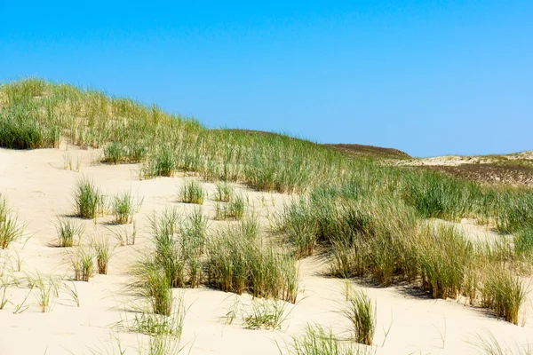 Kurische Nehrung — Stockfoto