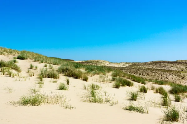Curonian Spit — Stock Photo, Image