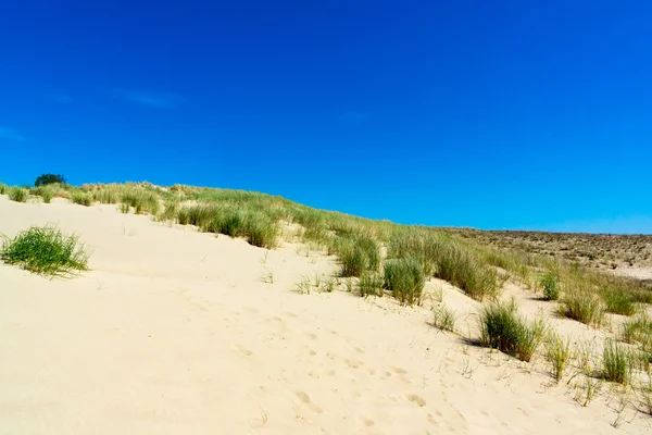 Curonian Spit — Stock Photo, Image