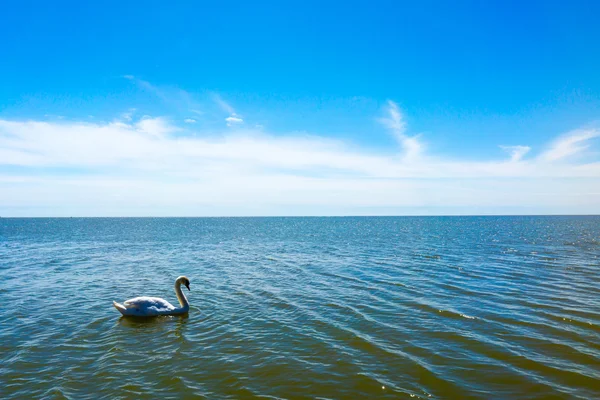 Cisne sozinho — Fotografia de Stock