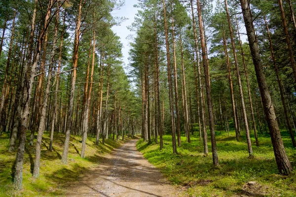 Pine forest — Stock Photo, Image