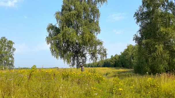 Paisaje rural de verano con abedul en el prado — Vídeo de stock