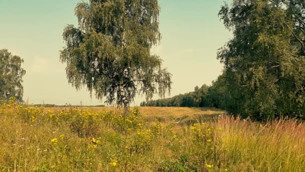 V létě venkovské krajiny s bříza na louce — Stock video