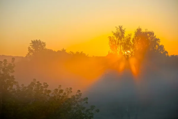 El sol brilla a través de los árboles en la niebla al amanecer — Foto de Stock