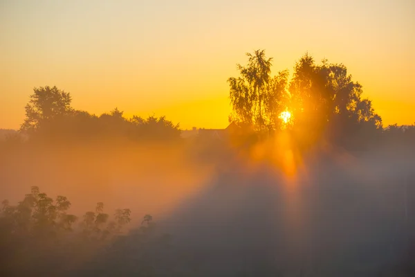 O sol brilha através das árvores na névoa ao amanhecer — Fotografia de Stock