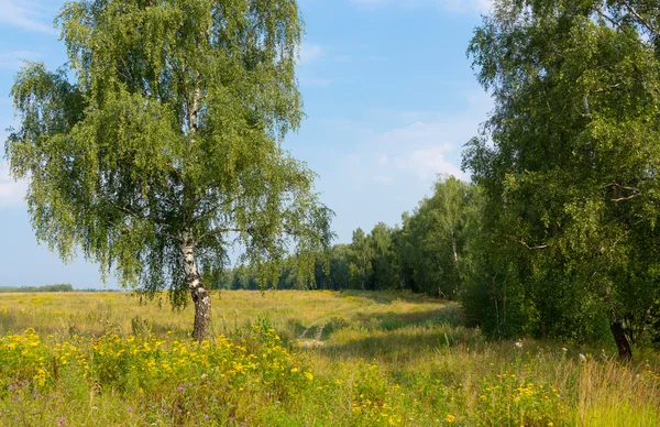 Літній сільський пейзаж з березою — стокове фото