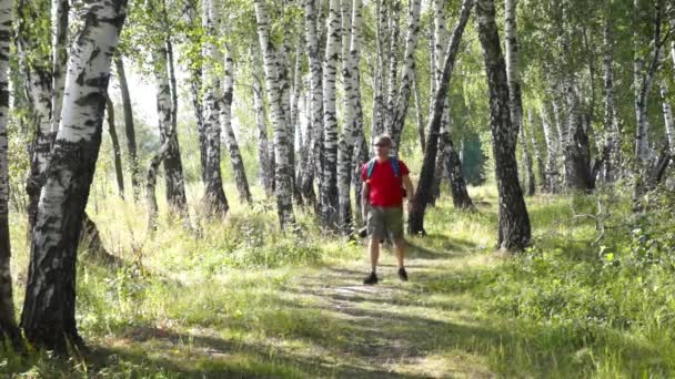 Middle age male hiker trekking in a birch wood, takes pictures by digital camera — Stock Video