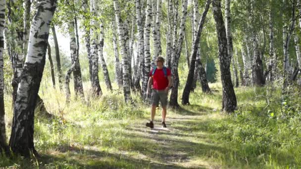 Senderismo masculino de mediana edad en un bosque de abedul, explorando el mapa — Vídeos de Stock