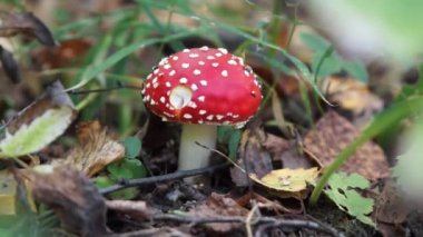 Bir sinek agaric mantar