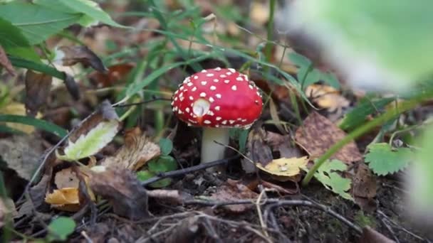 Jedna Muchomůrka houby — Stock video
