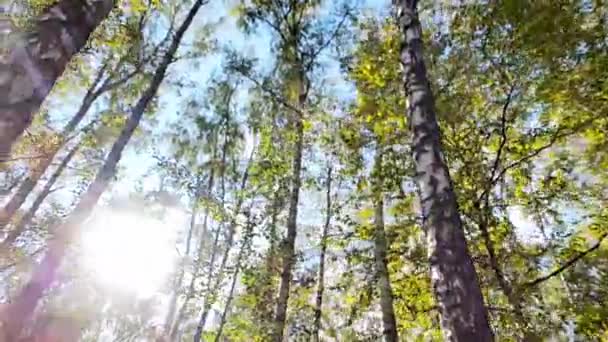 Går i skogen — Stockvideo