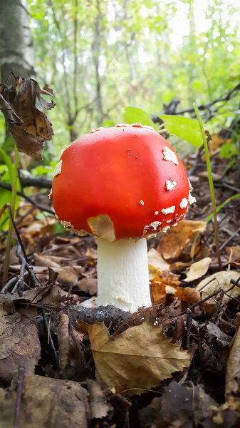 One fly agaric mushroom