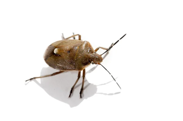 Macro bug isolado — Fotografia de Stock