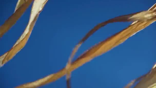 Drapeaux jaunes flottant dans le vent — Video