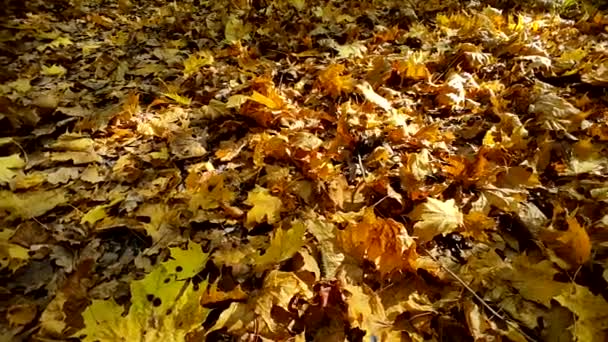 Fallen leaves — Stock Video