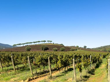 Üzüm bağları parlak mavi gökyüzünün altında yuvarlanan tepeler boyunca uzanıyor. Uzun ağaçlar tepenin üzerinde bir çizgi oluşturarak sakin bir kırsal alan yaratıyor ve doğa yolculuğu temaları yaratıyor.
