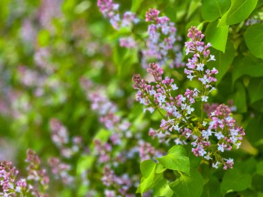 Parlak ışık altında yeşil yaprakların üzerinde açan leylak çiçekleri bahçe sahnesinde taze bahar havası yaratır.