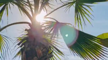 Güneşli palmiye ağacı mercekli tropik manzara açık havada yaz tatili sıcaklığını çağrıştıran mavi gökyüzüne karşı canlı yeşil yapraklar saçar.