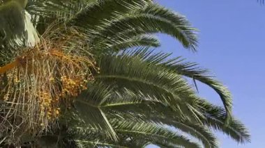 Parlak HDR tropikal sahnesinde parlak mavi gökyüzüne karşı sarı hurma yaprakları sergileniyor. Yüksek kontrastta yaprak dokusu ve meyveler, doğa ve seyahat görselleri için güneşli, canlı bir hava yaratıyor