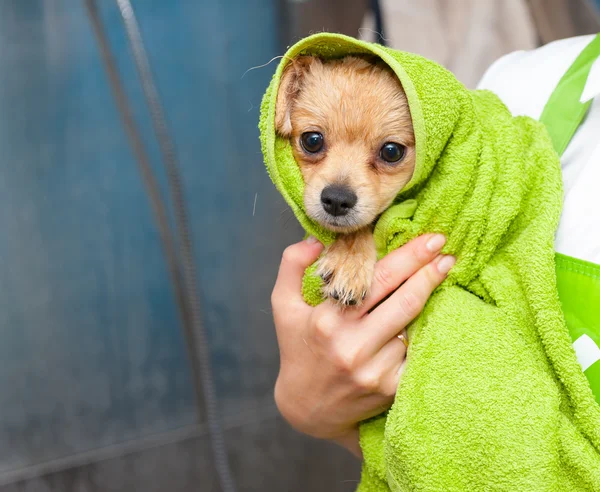 작은 개는 수건에 싸여 — 스톡 사진