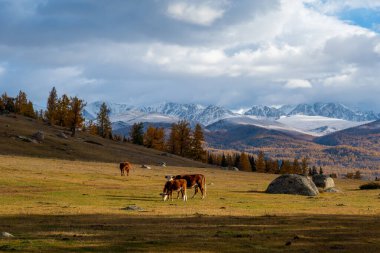 İnekler, kayalık araziler ve bulutlu gökyüzünün altındaki uzak dağlarla çevrili manzaralı sonbahar tarlalarında huzur içinde otlarlar..