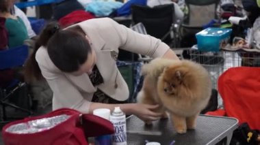 Uluslararası köpek gösteri CACIB-FCI