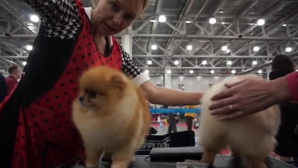 Mostra Internacional de Cães CACIB-FCI — Vídeo de Stock