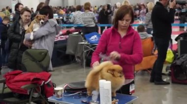 Uluslararası köpek gösteri CACIB-FCI