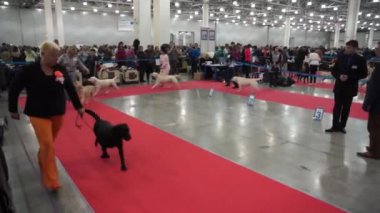 Uluslararası köpek gösteri CACIB-FCI