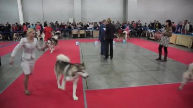 Uluslararası köpek gösteri CACIB-FCI