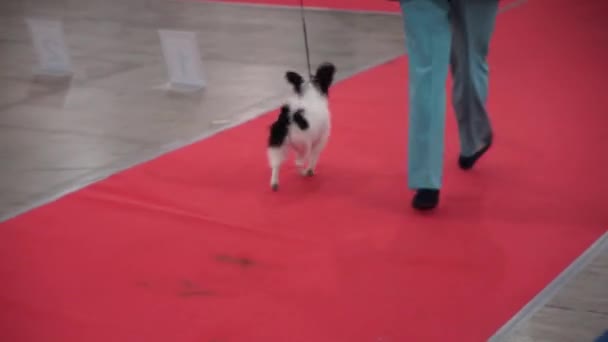 Mostra Internacional de Cães CACIB-FCI — Vídeo de Stock