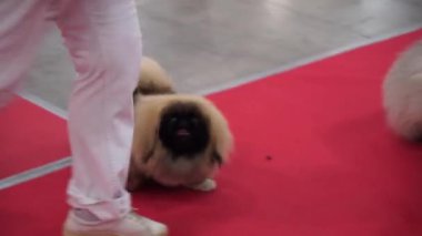 Uluslararası Köpek Fuarı sırasında evcil hayvanlarını gösteren katılımcılar