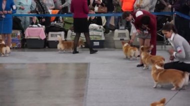 Uluslararası köpek gösteri CACIB-FCI