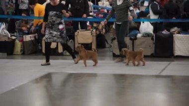 Uluslararası köpek gösteri CACIB-FCI