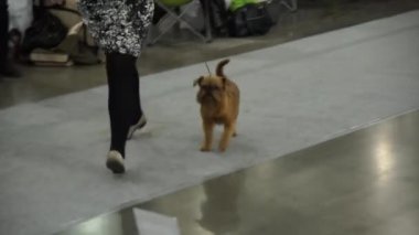 Uluslararası köpek gösteri CACIB-FCI